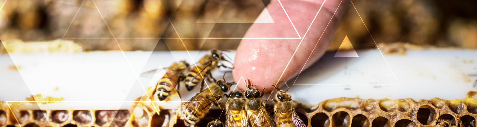 Arizona State University researchers' work with bees is being applied to human health and human behavior.